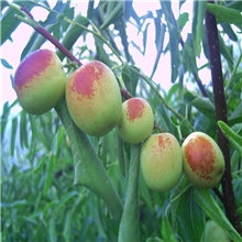 北京冬枣采摘园火爆预定中可团购采摘公司礼品员工福利