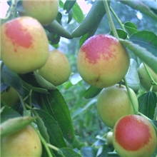 北京冬枣采摘园直供新鲜酥脆香甜可口的冬枣公司礼品员工福利