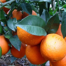 供应优质2013江西赣州寻乌脐橙(鲜果)，不含包装二天发货