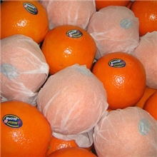 大量出口东欧东亚东南亚中东非洲赣南脐橙宁都脐橙会昌脐橙