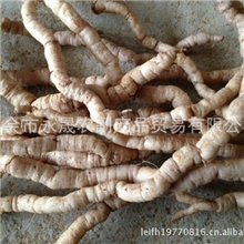 正宗德庆县巴戟天【又名巴戟巴吉天、戟天、巴戟肉】新鲜生货