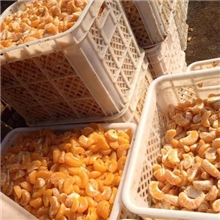 供应果汁罐头原料手剥桔肉