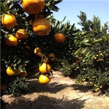 基地出售优质柑桔果形好甜度高保鲜时间长耐运输