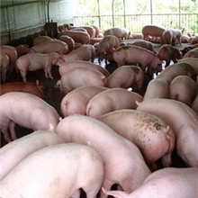 供应宁波绍兴三元苗猪仔猪苗二元母价格