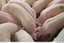 合作供应江西上饶三元苗猪仔猪苗二元母猪