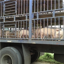 合作社现有大量三元长白苗猪出售