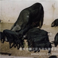 出售优质二元母猪种猪苗