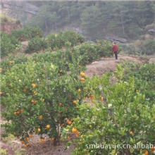大量供应优质的永橙牌柑橘