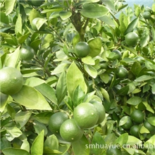 沉淀的果实欢迎来选购