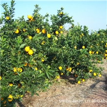 味道鲜甜的柑桔欢迎来访