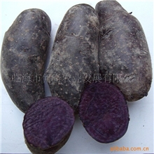 2013黑金刚土豆新货上市