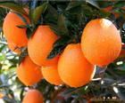 永橙牌柑橘供应大量的绿色食品