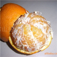 【大量批发】特级常山胡柚新鲜批发柚子特产