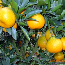 【大量批发】衢州柑桔、供应大量优质柑桔