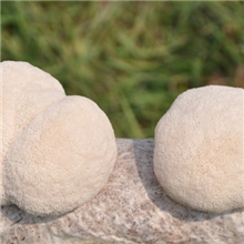 健胃养胃--新鲜猴头菇