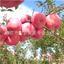 山东专业合作社供应出口红富士苹果