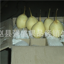厂家大量出售鸭梨个大水分足绿色无公害价格合理欢迎您的购买