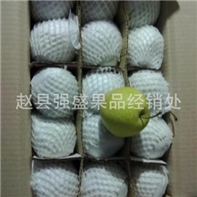 厂家销售河北雪花梨止渴解暑无农药残留量大从优欢迎购买