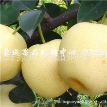批发皇冠梨，个大，肉厚，皮薄。48皇冠梨