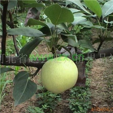 供应绿宝石梨，品种优良，美味可口
