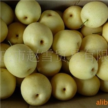 供应出口级皇冠梨，公司加农户，三层袋保护无农药残留