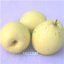 供应罐头梨、果汁梨、残次梨(图)，长期客户优惠。