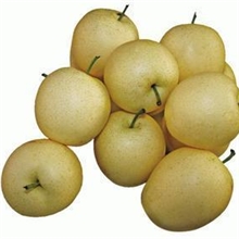 供应河北赵县产冷库存45型优质皇冠梨水果批发产品