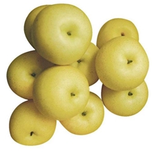 供应河北赵县产冷库存礼品盒皇冠梨水果批发赵县梨