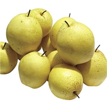 河北产60型单纸包优质雪花梨水果批发赵县梨