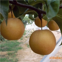 供应风水梨（河北特产）