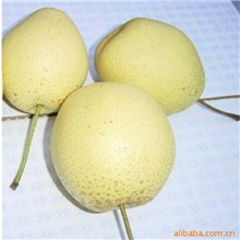 鸭梨/YAPEAR/鲜梨/PEAR