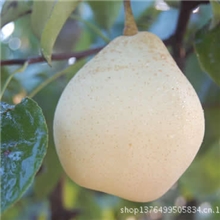 鸭梨，泊头特产鸭梨，河北鸭梨之乡首先泊头鹏源商贸