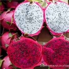越南进口新鲜水果白肉/红肉火龙果批发团购