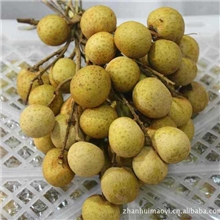 新鲜进口水果泰国龙眼批发团购