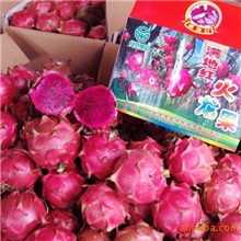 台湾品种红肉火龙果.与红肉火龙果种苗_批发/供应/销售