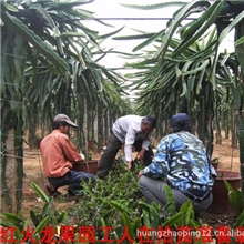台湾红心火龙果苗大笼果&mdash;&mdash;果大甜度高产量高