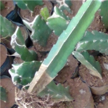 湛江红心火龙果苗已育有根的小量也批发大量更好