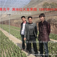 红心火龙果苗；红心火龙果苗价格/信息；供应/批发/出售/销售红心