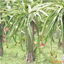 供应火龙果苗红皮红肉红皮白肉