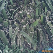 供应红肉火龙果种苗