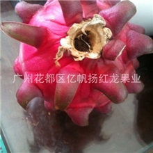 供应红心火龙果