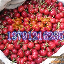 一件代发烟台露天大樱桃5月份上市量大优惠欢迎团购