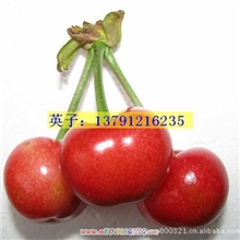 一件代发预定6月烟台大樱桃黄雷尼5斤胜进口车厘子水果新鲜特产