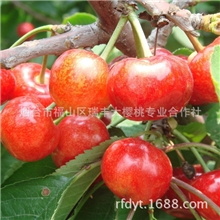 樱桃苗，烟台大樱桃欢迎订购大樱桃苗