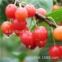 供应大樱桃树(图)品质保障