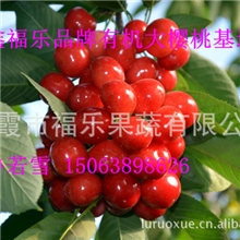 烟台大樱桃基地直供一件代发批发团购鲁若雪15063898626