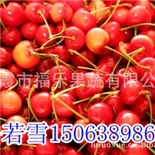 烟台鑫福乐牌大樱桃基地直供批发团购鲁若雪15063898626