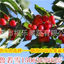 大樱桃基地大棚樱桃批发团购新鲜上市
