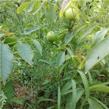 供应大批量8518核桃苗强特香菱元丰丰辉等13406201756附加麻核桃