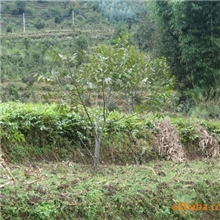 山东泰安出售优质核桃种、核桃苗